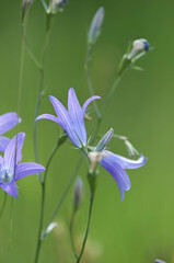 Las, kwiaty polne, rośliny, art deco, krajobraz © Freshfanpage