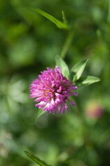 Łąka, kwiaty polne, zielone liście, art deco © Freshfanpage