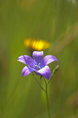 Łąka, kwiaty polne, zielone liście, art deco © Freshfanpage