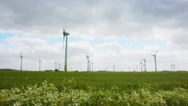 Large amount of Wind Turbines on a field in East Frisia on a windy summer day in 2023. Cow Parsley moving in the wind in the foreground