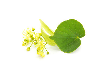 Linden flower isolated on white background. Phytotherapy.