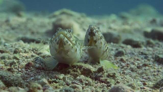 Frontal portrait of pair of Slender Lizardfish or Gracile lizardfish (Saurida gracilis) lie on sandy bottom in evening with sunset sunshine, slow motion