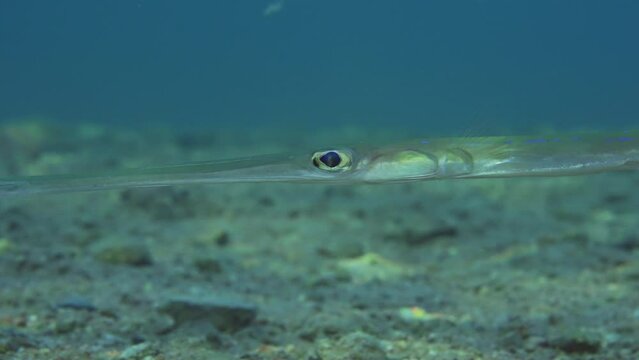 Close up portrait of Bluespotted Cornetfish or Smooth Flutemouth (Fistularia commersonii) swim over sandy bottom at evening time on sunset sun rays, slow motion