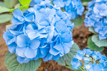 The blue hydrangea flowers growing in the garden, floral background