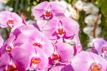 The Pink Moth orchids (Phalaenopsis amabilis), commonly known as the moon orchid, a species of flowering plant in the orchid family Orchidaceae