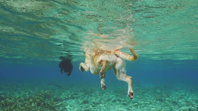 Red and black dogs swims on surface of the water over corals bottom shallow water in bright sunny day on sun rays, Slow motion, Underwater shot