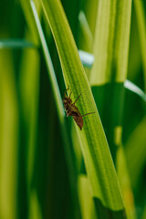 insect