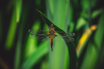 dragonfly