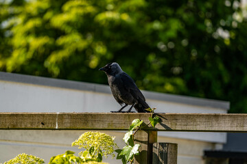 crow on a fence