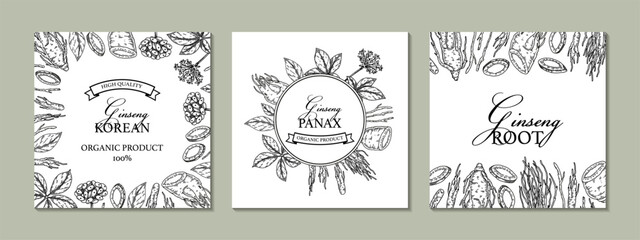 Set of ginseng square designs. Hand drawn botanical vector illustration in sketch style. Can be used for packaging, label, badge. Herbal medicine background