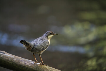 jung Wasseramsel