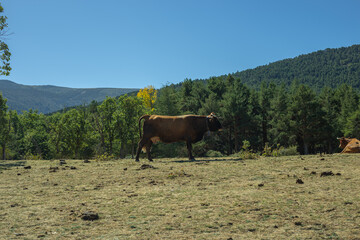 Cow in the mountains