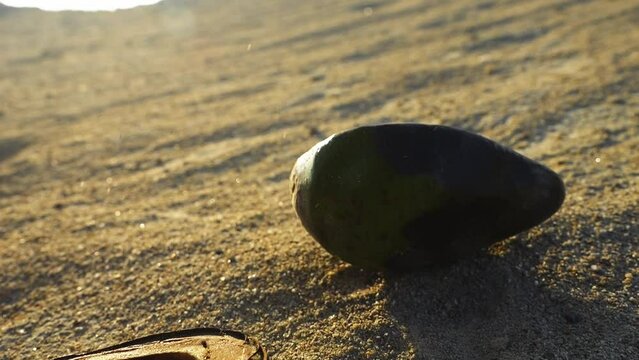 spoiled avocado falling on dry soil. food waste on the darm, discarded rotten leftover for waste after a market