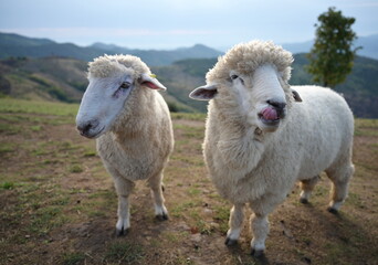 Fluffy sheep making funny faces sticking out their tongues and licking their lips as they forage in a meadow against a bright blue sky as a backdrop. It a quadruped that chews cud and feeds on mammals - obrazy, fototapety, plakaty