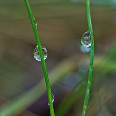 Blades of grass in drops of autumn dew.