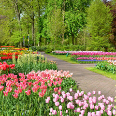 Keukenhof tulip garden in spring with tulips and beautiful flowers, Amsterdam, Holland, Netherlands