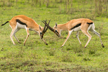 Thomsons Gazelles
