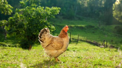 Free-laying roe hen on green grass at sunset. hen with a rural landscape background. Beautiful...
