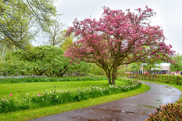 blooming tree in Keukenhof tulip garden, Amsterdam, Holland, Netherlands