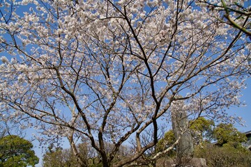 Cherry trees at Dazaifu Tenmangu Shrine