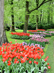 Keukenhof tulip garden in spring blooming, Amsterdam, Holland, Netherlands
