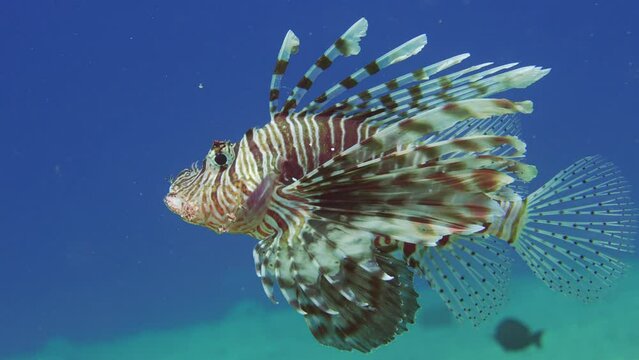Close up of Common Lionfish or Red Lionfish (Pterois volitans) with open mouth swims in blue water on sun beams in sunny day, Slow motion