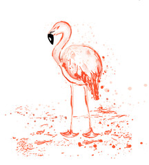 Flamingo watercolor vector tropic bird with splash color