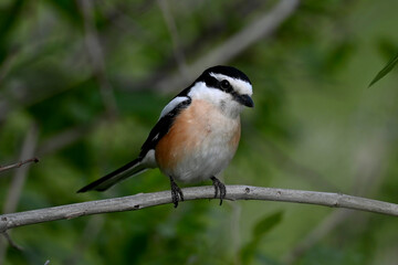 Obraz premium Masked shrike // Maskenwürger (Lanius nubicus) - Evros Delta, Greece