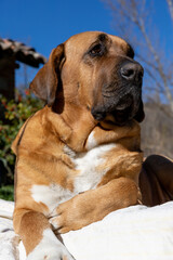 Beautiful, proud female Broholmer dog portrait, Danish heritage breed, catching some sun outdoor in a sunny spring day.