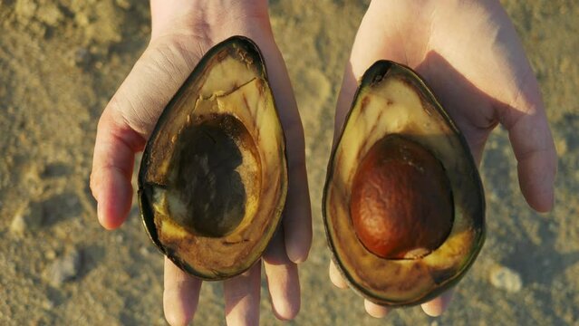 rotten avocado cut in half close up, dry soil on the background. food waste concept, organic waste