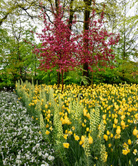 scenic landscapes of Keukenhof tulip garden, Amsterdam, Holland, Netherlands