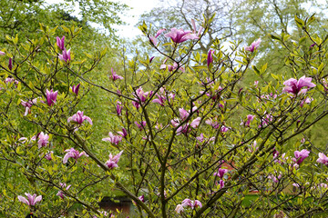 pink and white flowers in Keukenhof tulip garden, Amsterdam, Holland, Netherlands