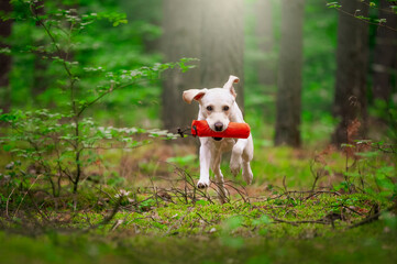 Pies biegnący przez las
