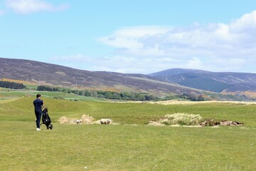 A man taking a photo of a sheep on a golf course in Brora, in the highlands of Scotland during spring with the gorse bush in full yellow bloom 