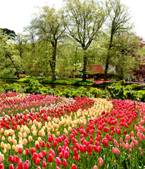 wonderful Keukenhof tulip garden, Amsterdam, Holland