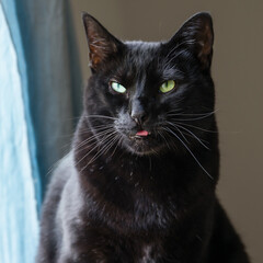 Black cat with a grumpy attitude