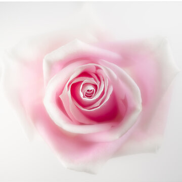Delicate close up picture of a pink rose against a white background