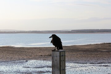 A view of a single perched common raven or Corvus corax, sitting alone on a fence post with the ocean in the background, in Scotland, United Kingdom.
