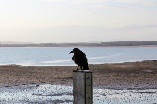 A view of a single perched common raven or Corvus corax, sitting alone on a fence post with the ocean in the background, in Scotland, United Kingdom.