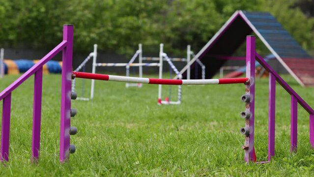 Sheltie at outdoor competitions in sunny summer time. Overcoming obstacles for dexterity.