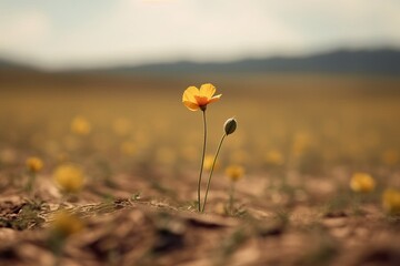 Serene Blossom in Vast Field. Floral Beauty.