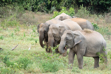 Fototapeta premium Asian elephant is nation animal in Thailand.