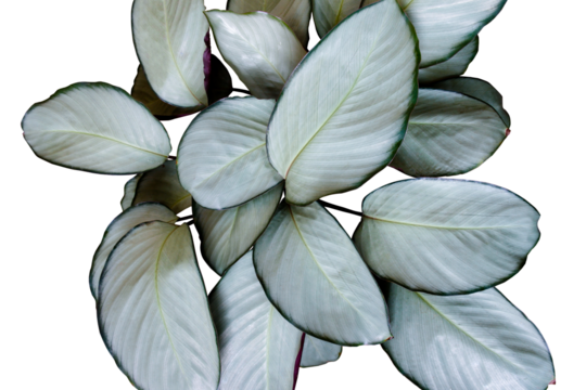 Exotic tropical foliage plant Calathea 'Silver Plate popular houseplant growing in white flower pot isolated on transparent background. PNG transparency