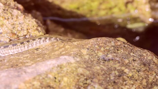 Pallid rockskipper (Istiblennius unicolor) jumping on stone over surface of water in coastal zone, Slow motion