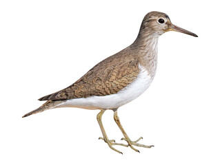 Common sandpiper (Actitis hypoleucos), PNG, isolated on transparent background - obrazy, fototapety, plakaty
