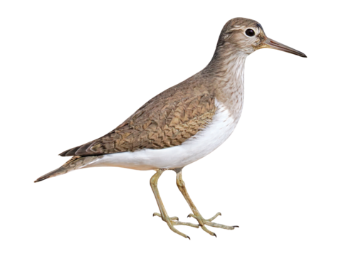 Common sandpiper (Actitis hypoleucos), PNG, isolated on transparent background