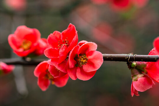 pretty red flowers of a Japanese quince Chaenomeles japonica covered in raindrops