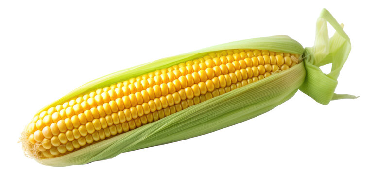 Single ear of corn isolated. Generative AI.