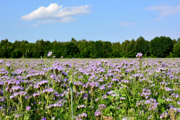 thyme field with blooming purple flowers, forest and blue sky on horizon, copy space 