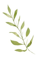 Watercolor painting tropical leaf, green leave isolated on white background. Watercolor hand painted illustration tropical exotic leaf.